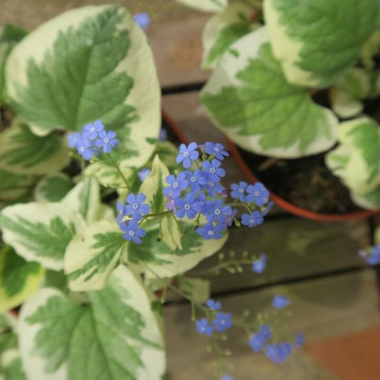 Brunnera maccrophylla 'Variegata'