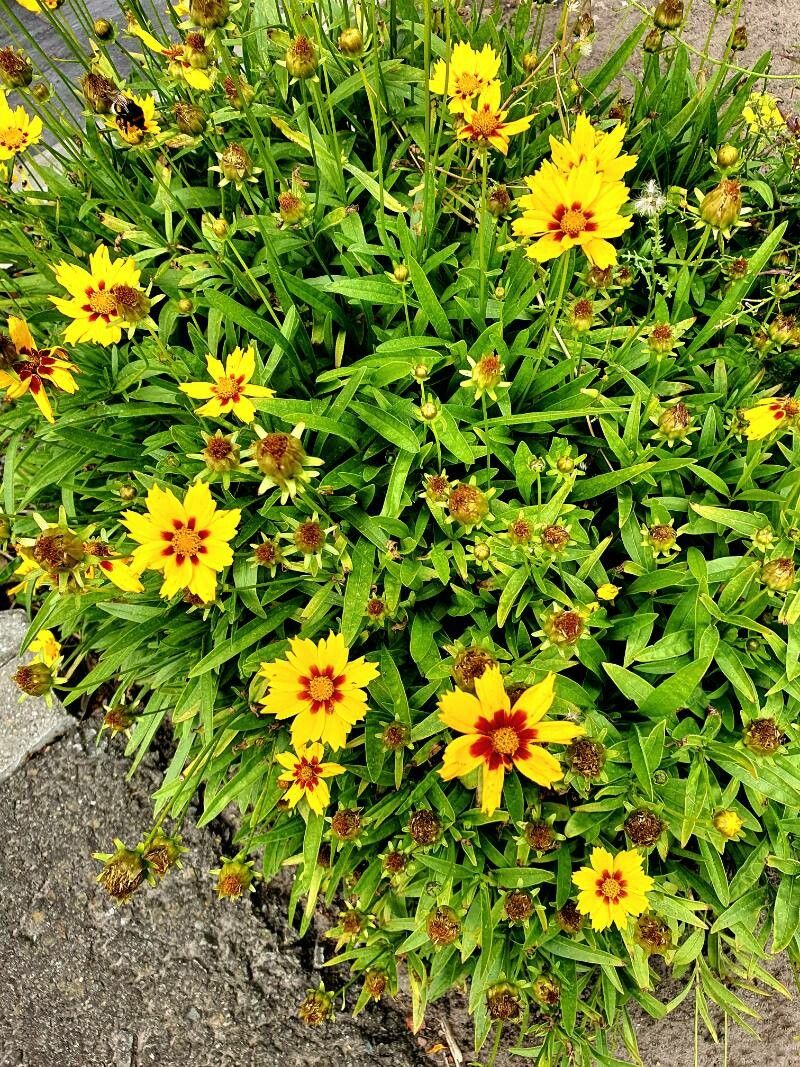 Coreopsis grandiflora 'Solanna Bright Touch'