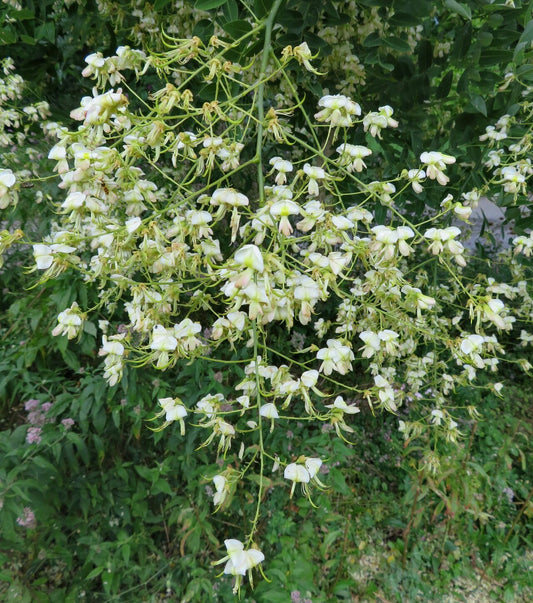 Yellowwood (Cadrastis)