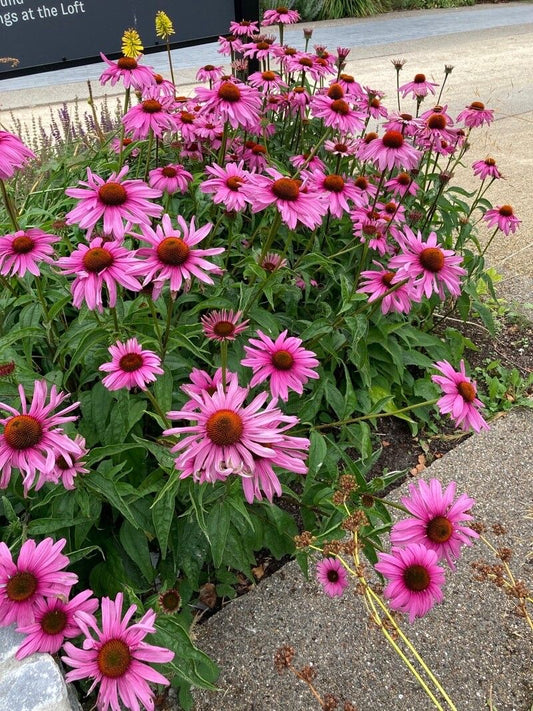 Echinacea purpurea 'Merlot'