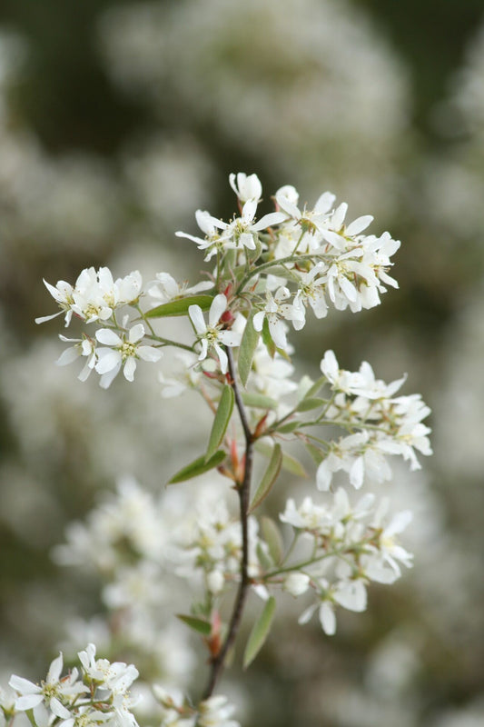 Amelanchier canadensis