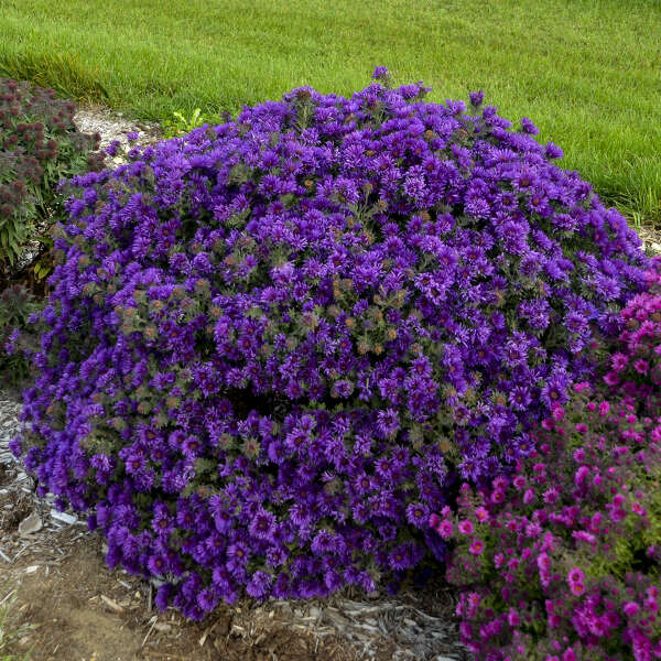 Aster, New England 'Grape Crush' (Symphyotrichum)
