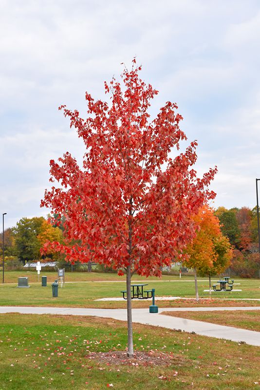 Acer rubrum 'Autumn Flame'