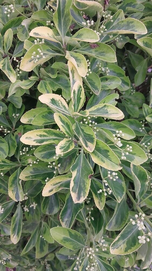 Euonymus japonicus 'Silver Princess'