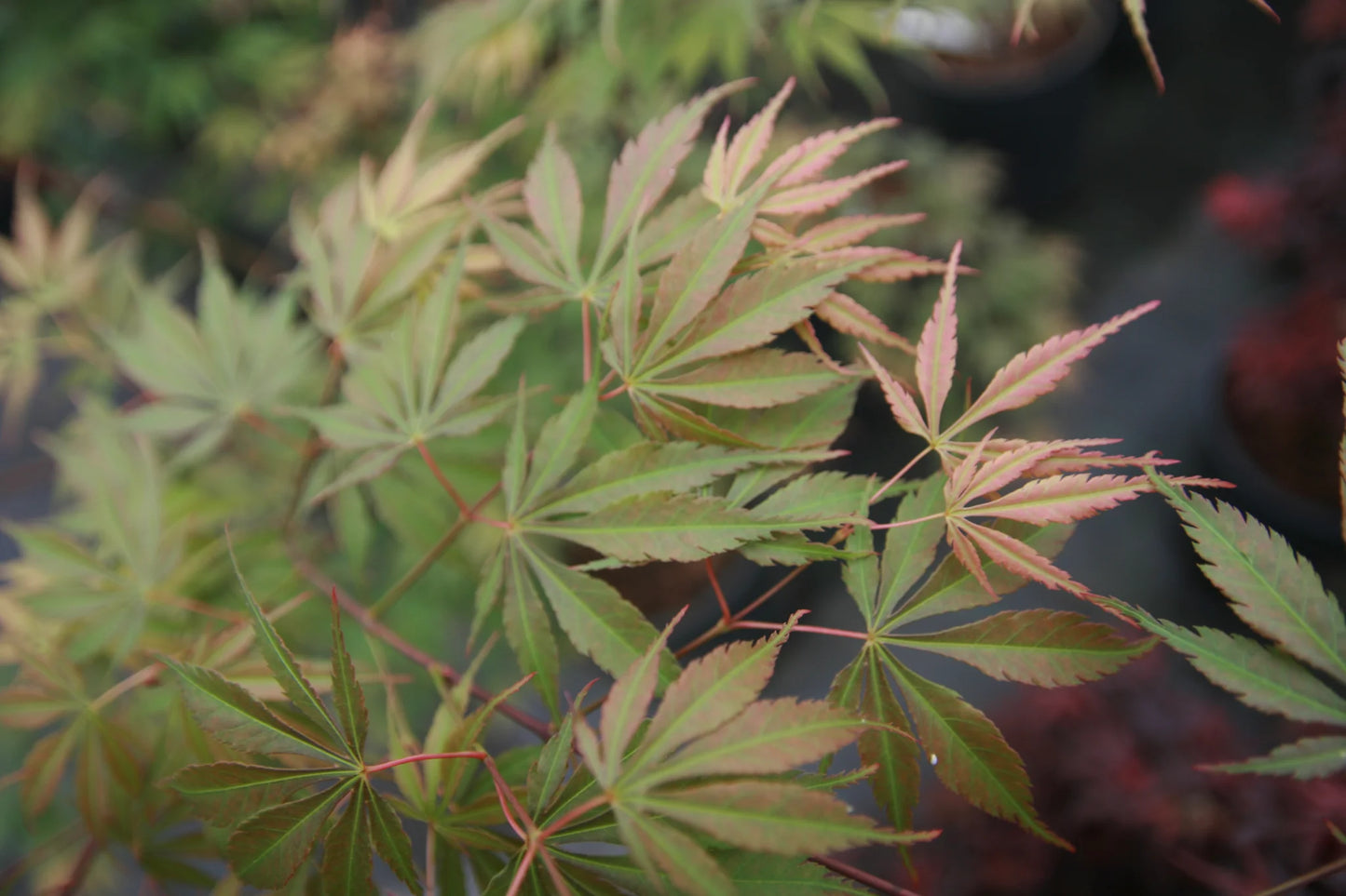 Acer palmatum var. dissectum 'Orange Flame'