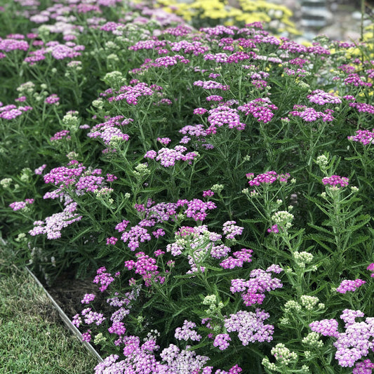 Achillea 'Firefly Amethyst'