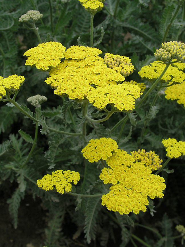 Achillea millefolium 'Moonshine'