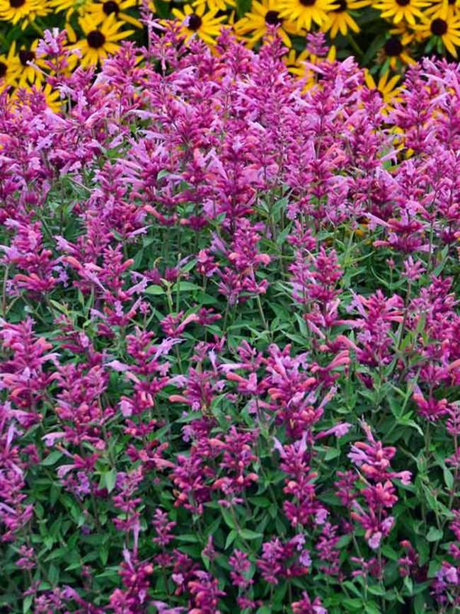 Agastache 'Rosie Posie'