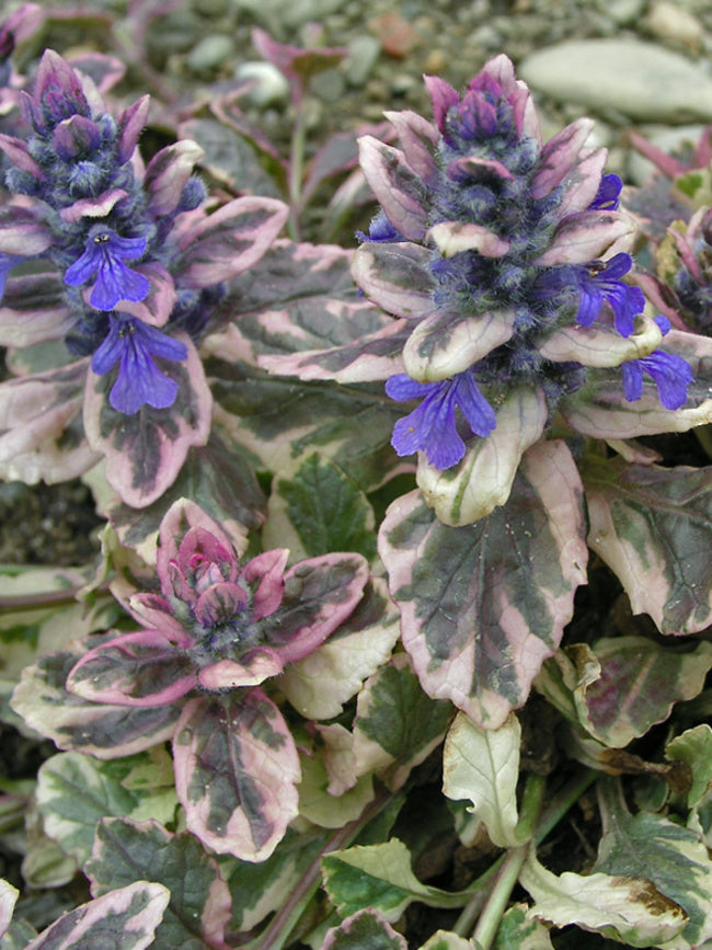 Ajuga reptans 'Burgundy Glow'