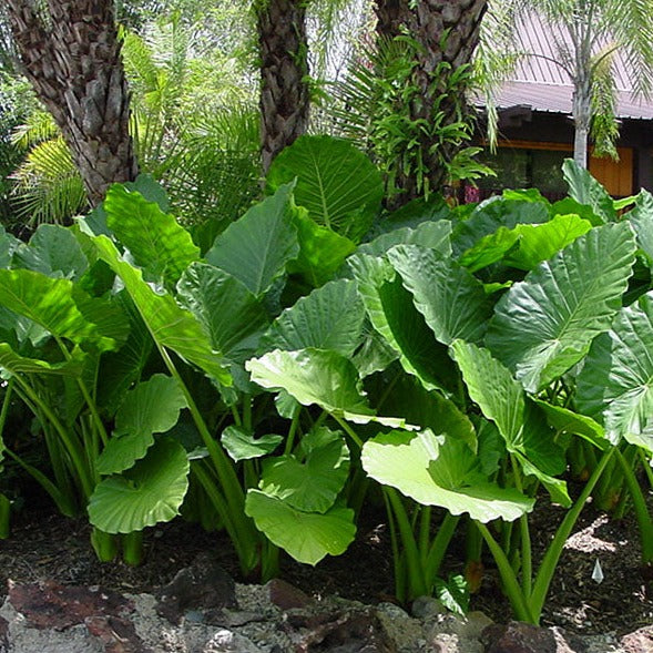 Alocasia 'Calidora'