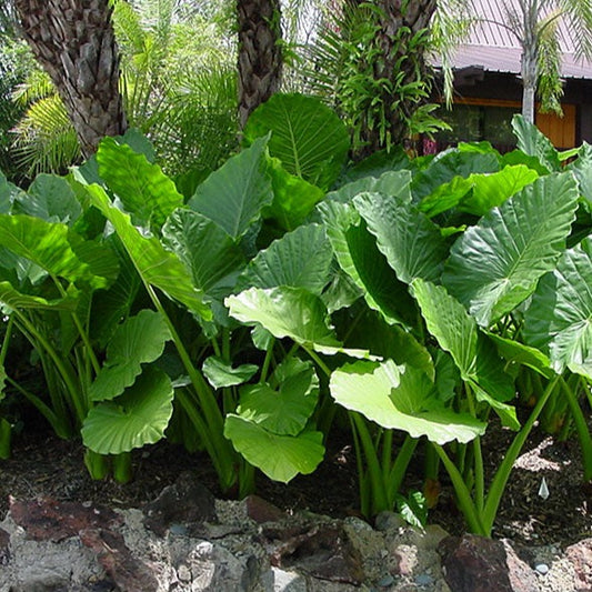 Alocasia 'Calidora'