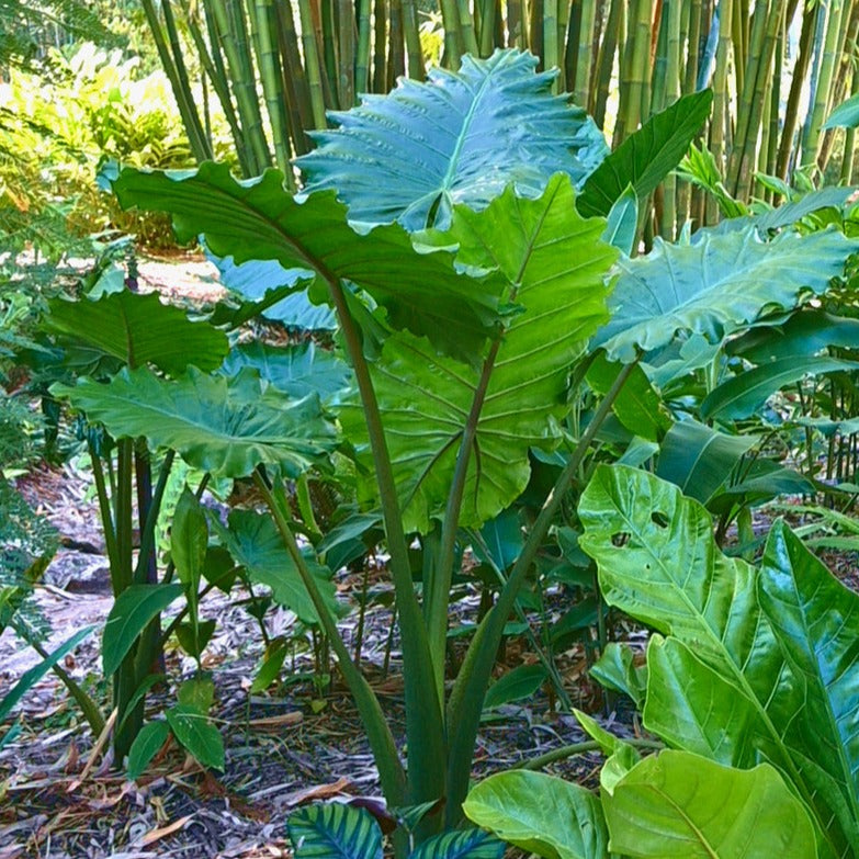 Alocasia 'Portodora'