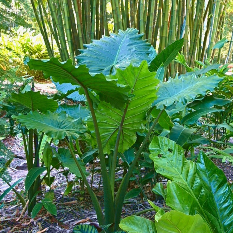 Alocasia 'Portora'