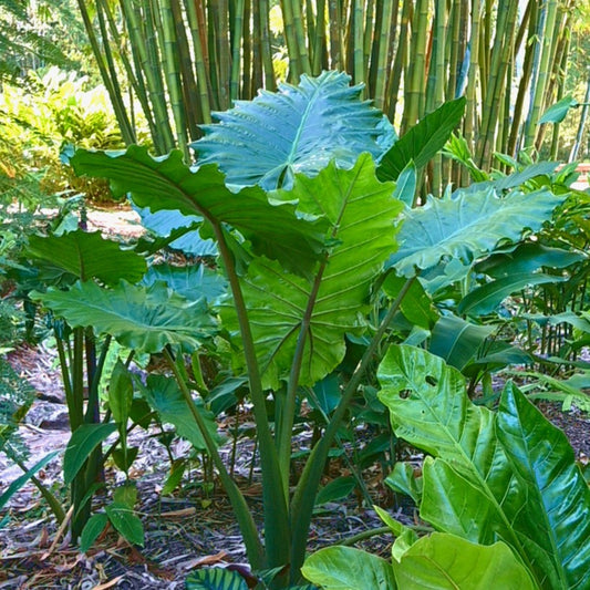 Alocasia 'Portora'