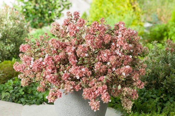 Abelia, Glossy Dwarf 'Magic Daydream' (Abelia)