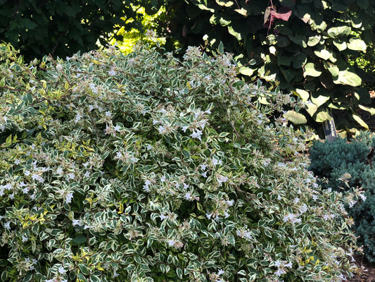 Abelia x grandiflora 'Twist of Lime'