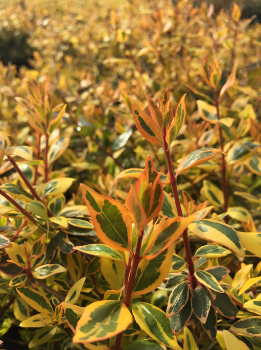 Abelia, Glossy Variegated Dwarf 'Twist of Orange' (Abelia)