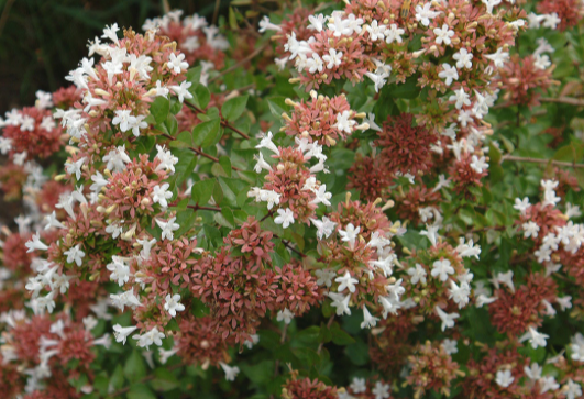 Abelia 'Rose Creek'