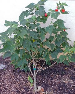Flowering-Maple, Tropical (Abutilon)