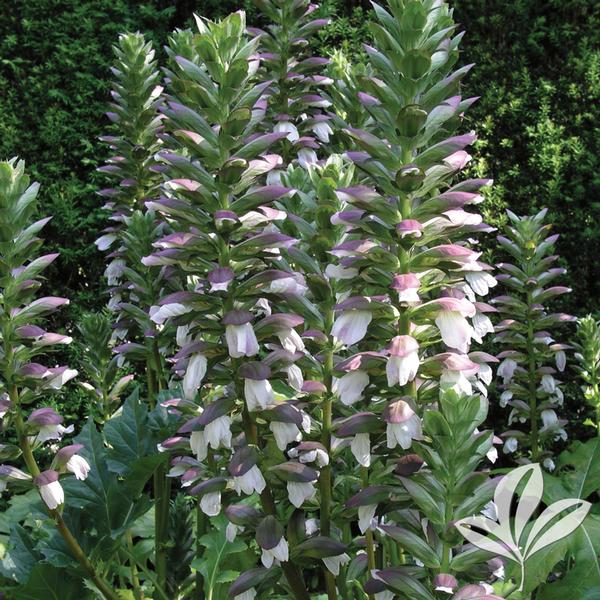 Acanthus x 'Summer Beauty'