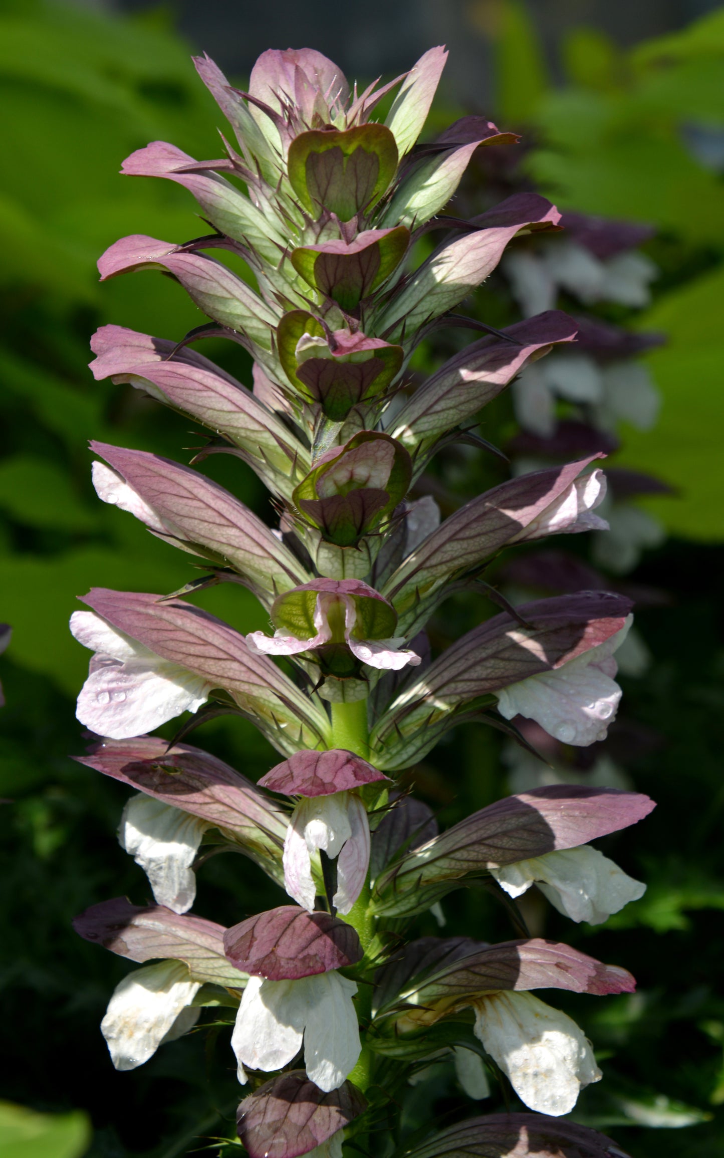 Acanthus spinosus