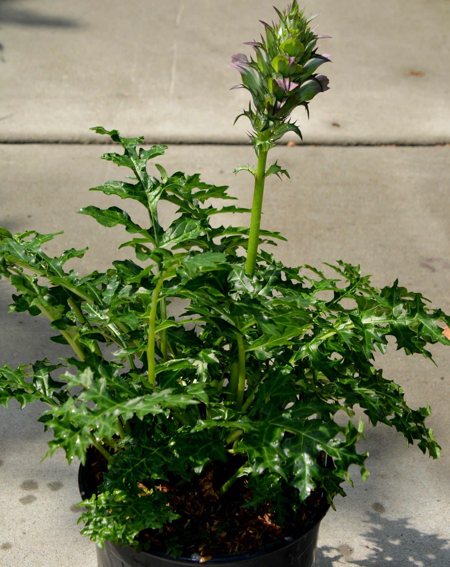 Acanthus spinosus