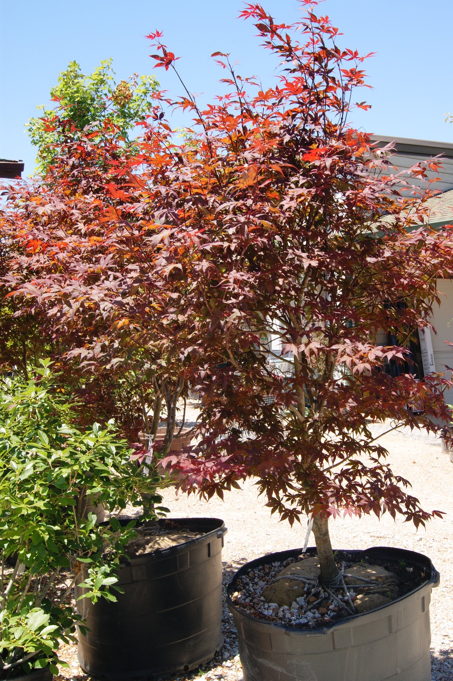 Acer palmatum 'Bloodgood' – Passiglia Landscape, Nursery & Garden Center