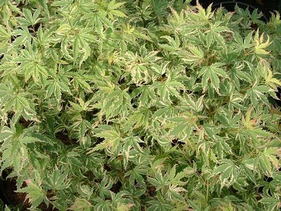 Acer palmatum 'Butterfly'