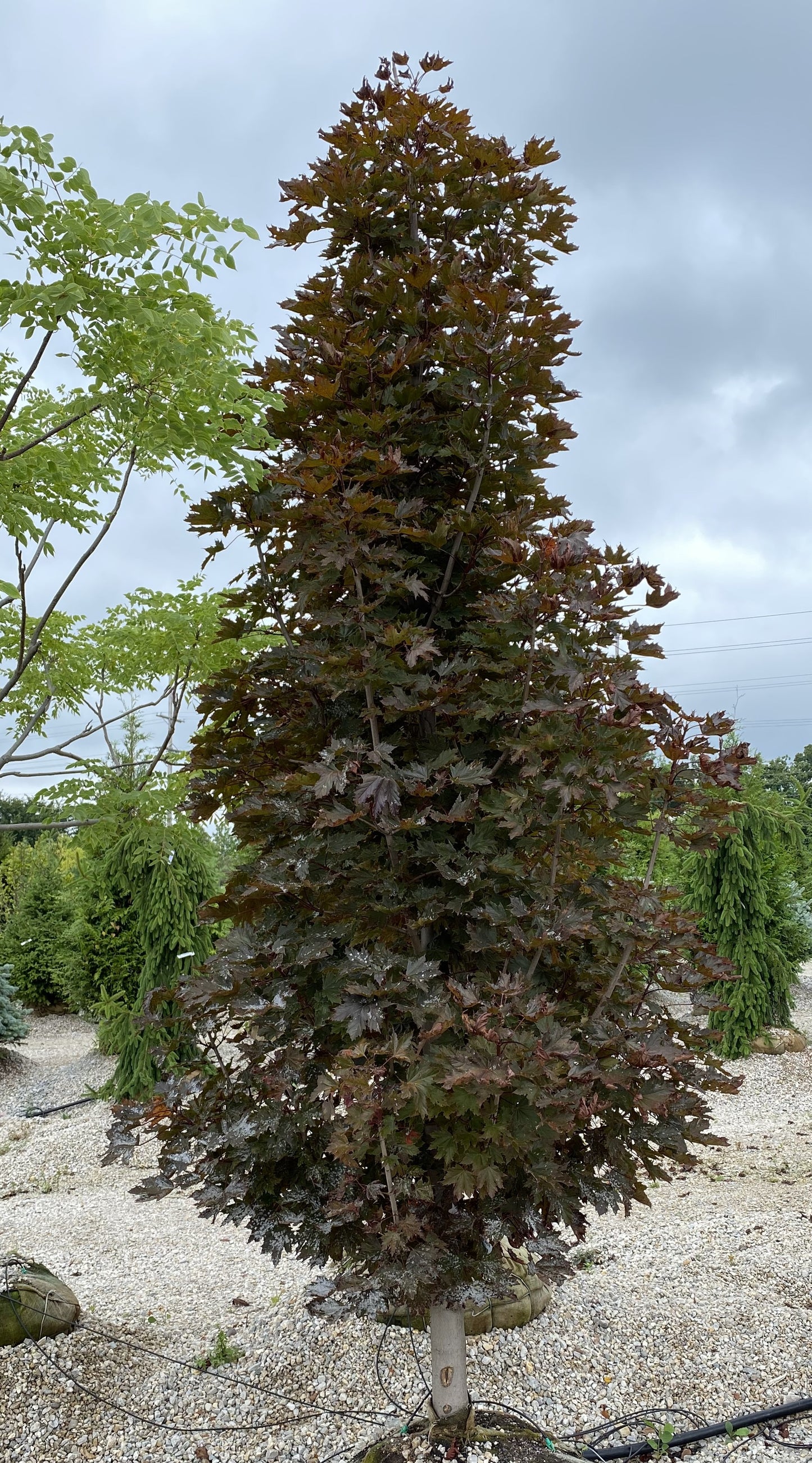 Acer platanoides 'Crimson Sentry'