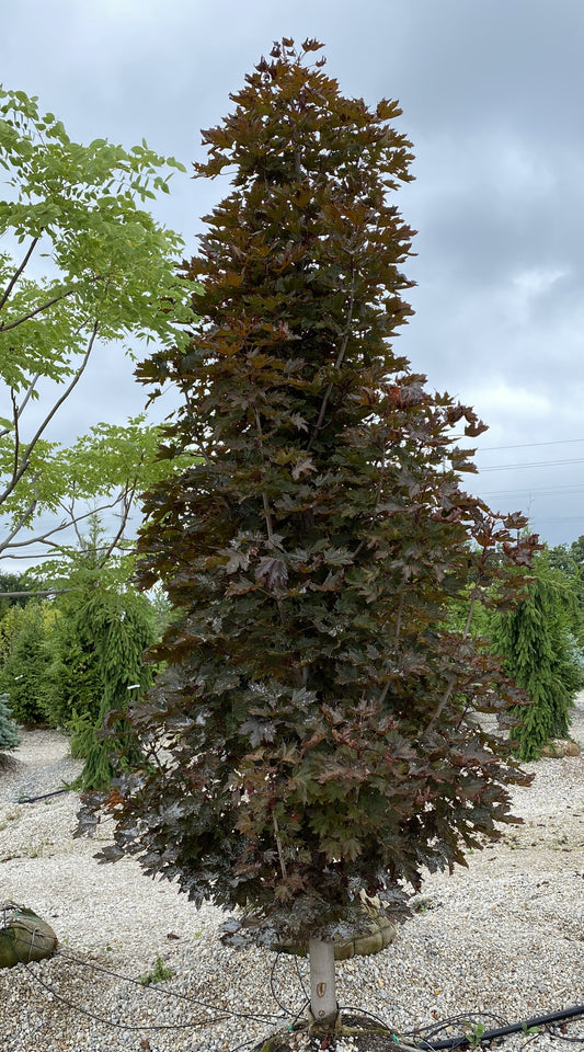 Maple, Norway Columnar 'Crimson Sentry (Acer)