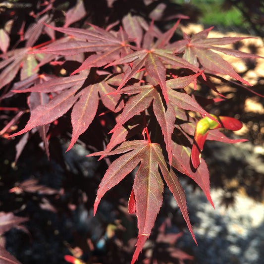 Acer palmatum 'Dragon Tears'