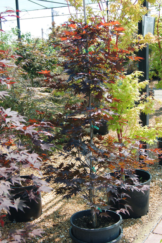 Acer palmatum 'Fireglow'