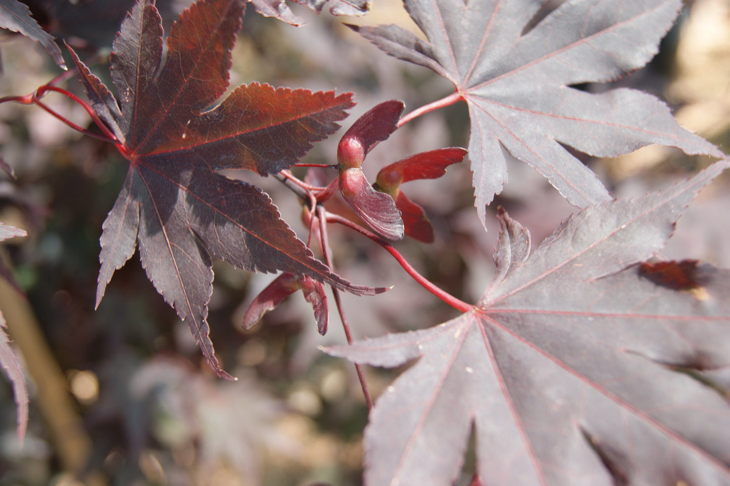 Acer palmatum 'Fireglow'