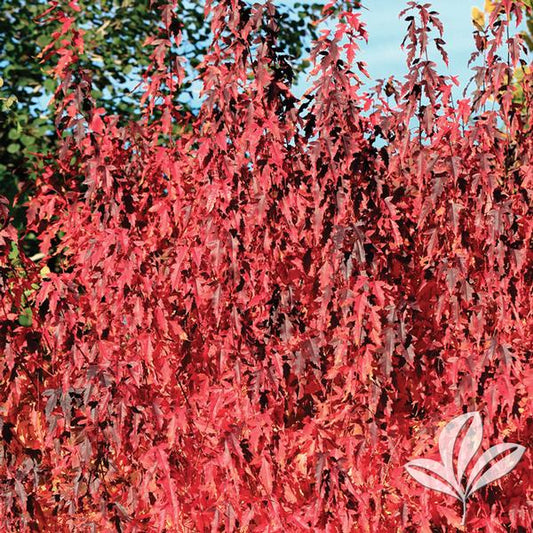 Acer ginnala 'Flame'