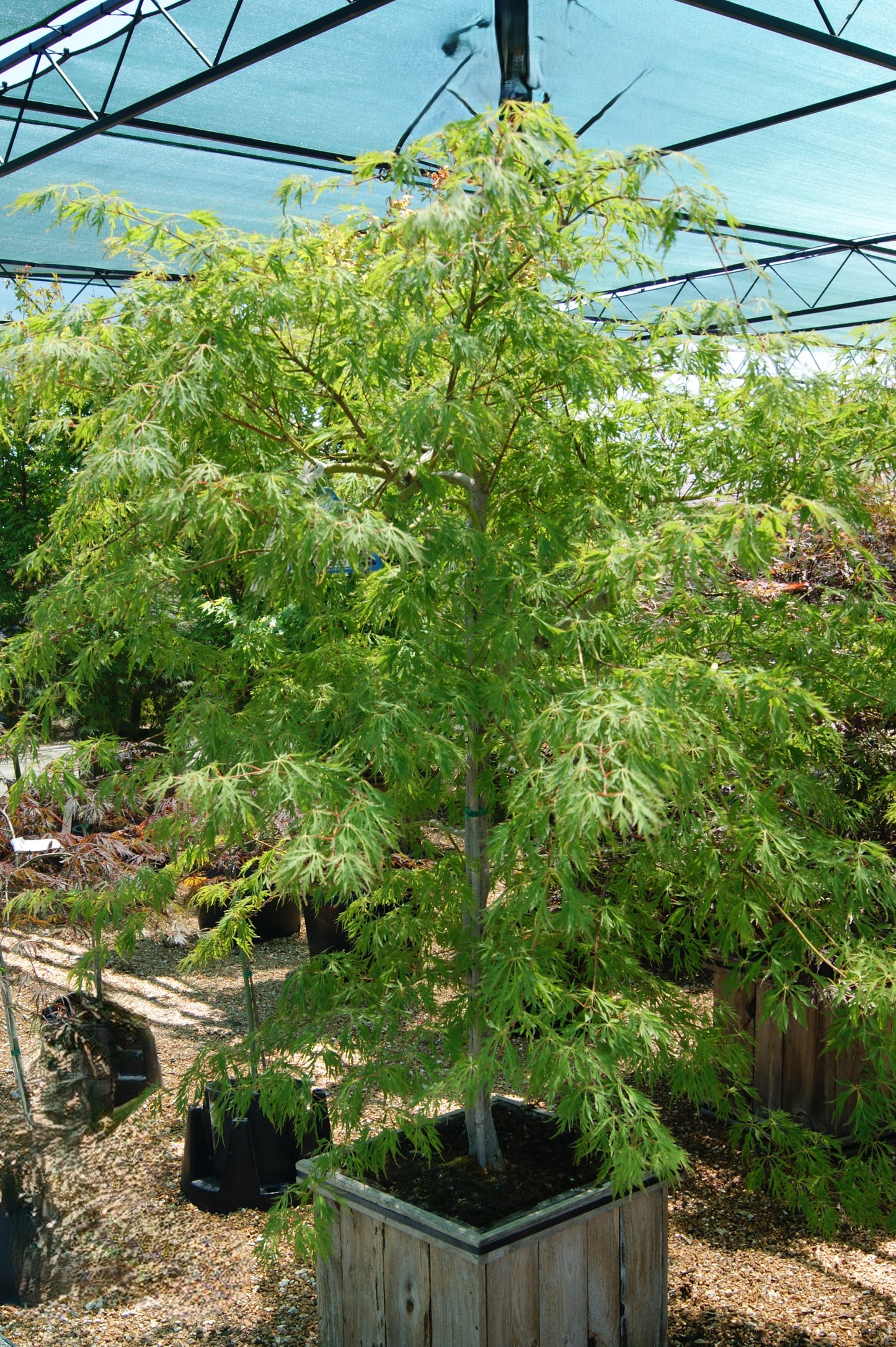 Acer x pseudosieboldianum 'Ice Dragon'