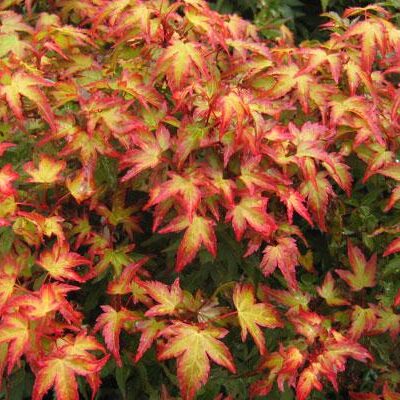 Acer palmatum 'Murasaki Kiyohime'