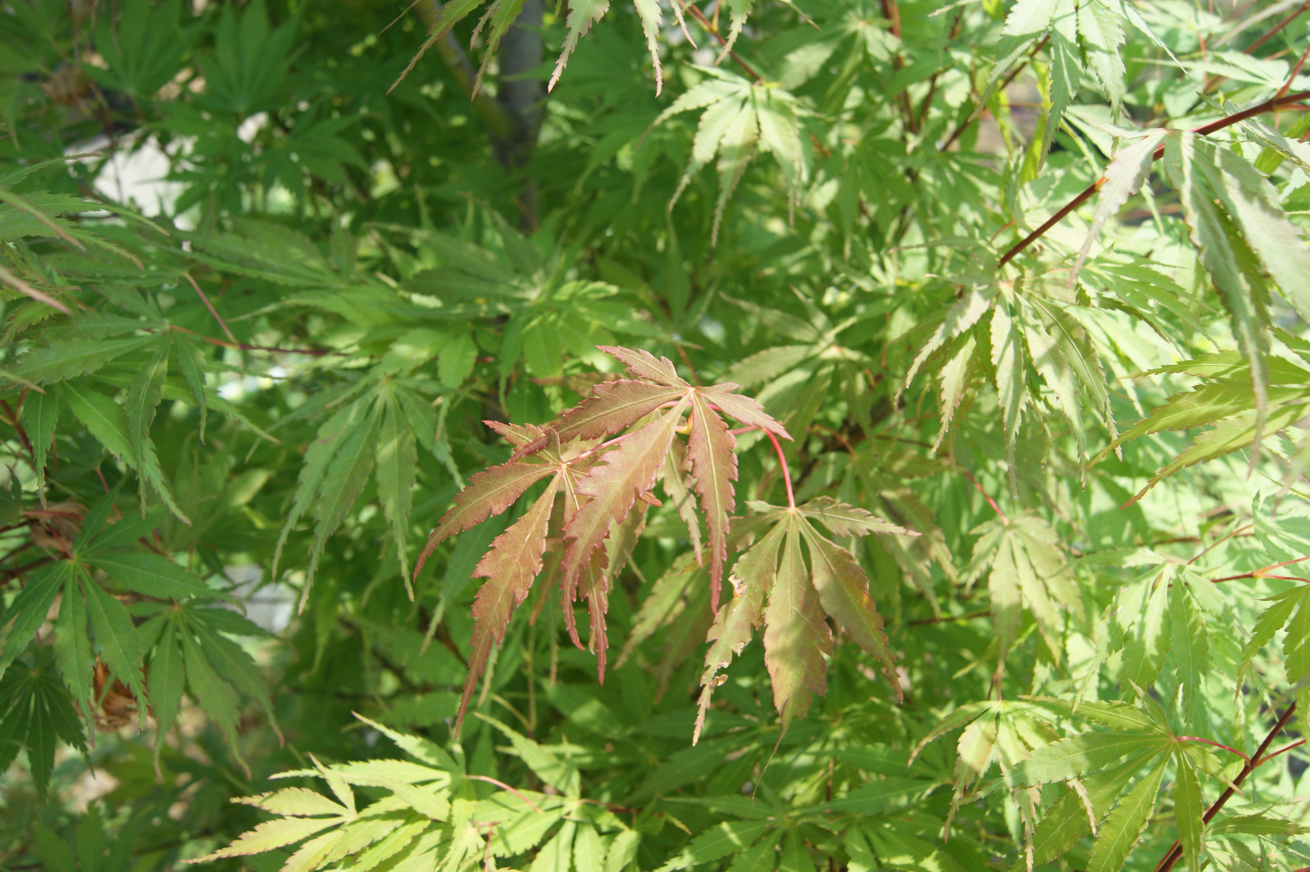 Maple, Japanese Laceleaf Upright 'Orange Flame' (Acer) – Passiglia