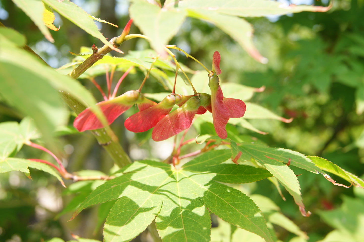 Acer palmatum 'Osakazuki'