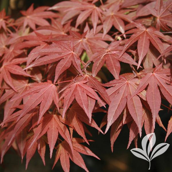 Acer palmatum 'Oshio-Beni'