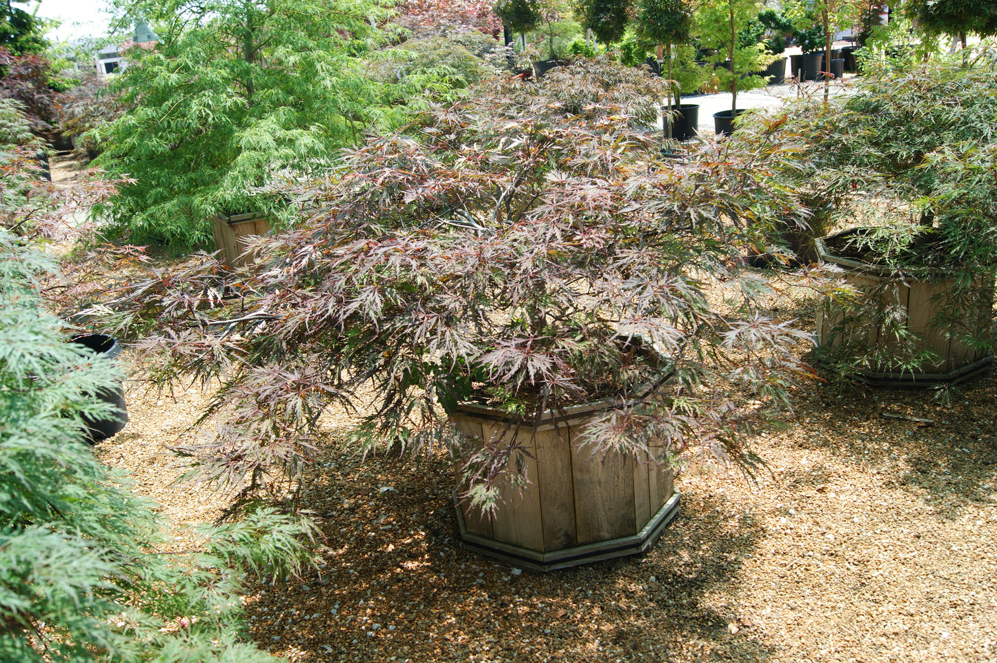 Acer palmatum var. dissectum 'Red Dragon'