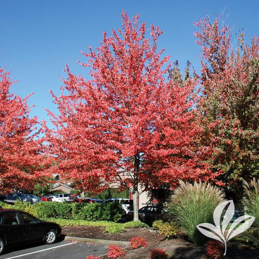 Maple, Red 'Red Sunset' (Acer)