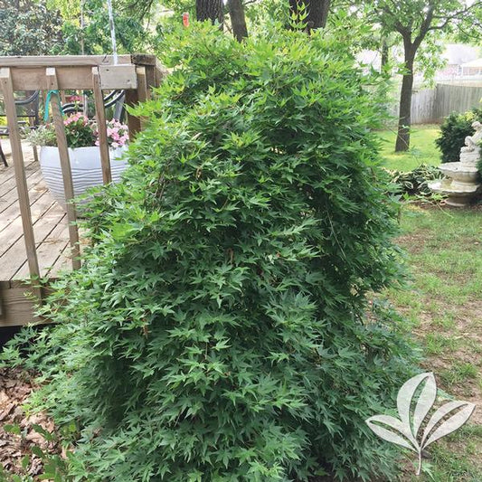 Acer palmatum 'Ryusen'