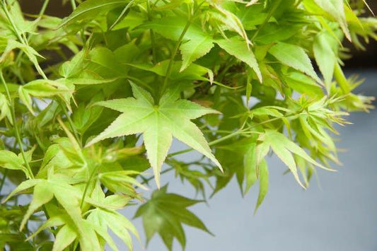 Acer palmatum 'Ryuzu'