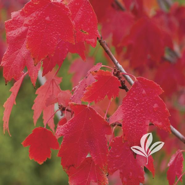 Maple, Red 'Sun Valley' (Acer)