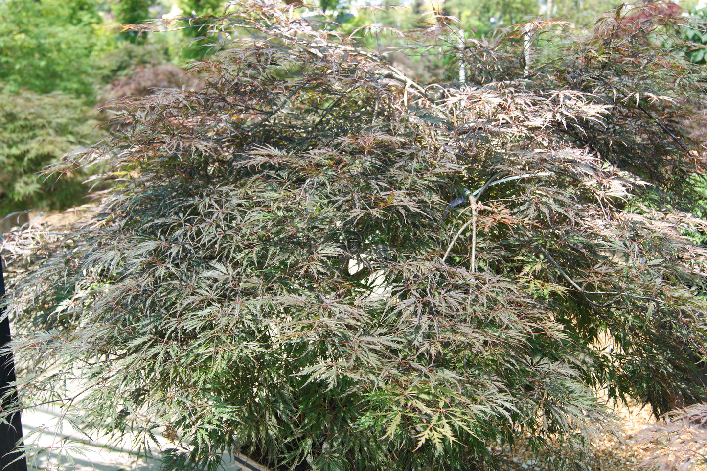 Acer palmatum var. dissectum 'Tamukeyama'