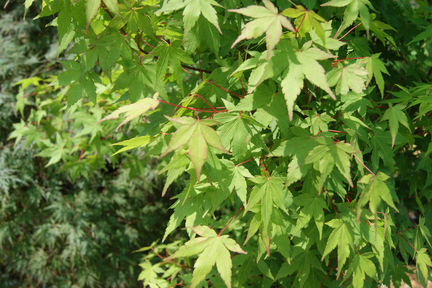 Acer palmatum 'Tsukasa Silhouet'