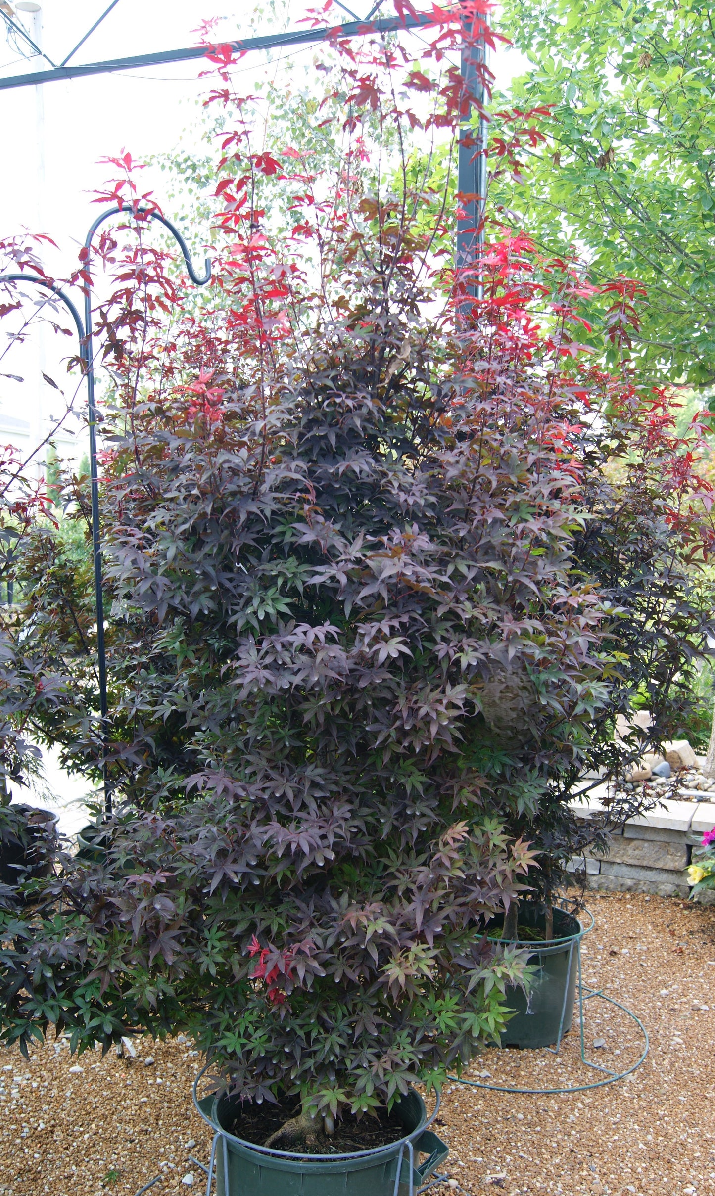 Acer palmatum 'Twombly Red Sentinel'