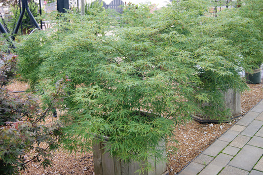 Acer palmatum var. dissectum 'Viridis'