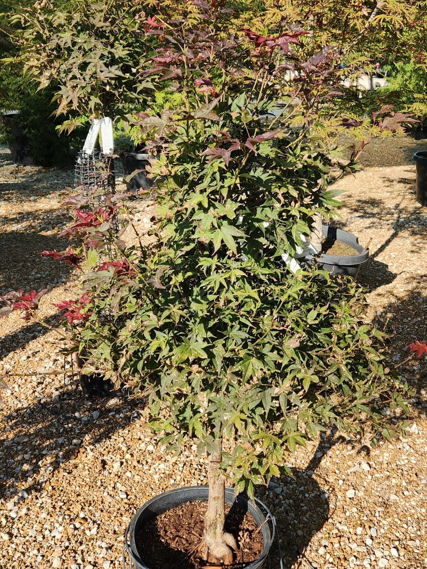 Maple, Japanese Upright, Dwarf 'Rhode Island Red' (Acer)