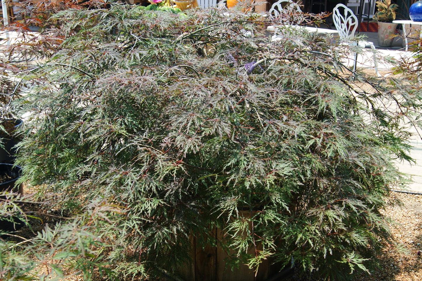 Acer palmatum var. dissectum 'Inaba Shidare'